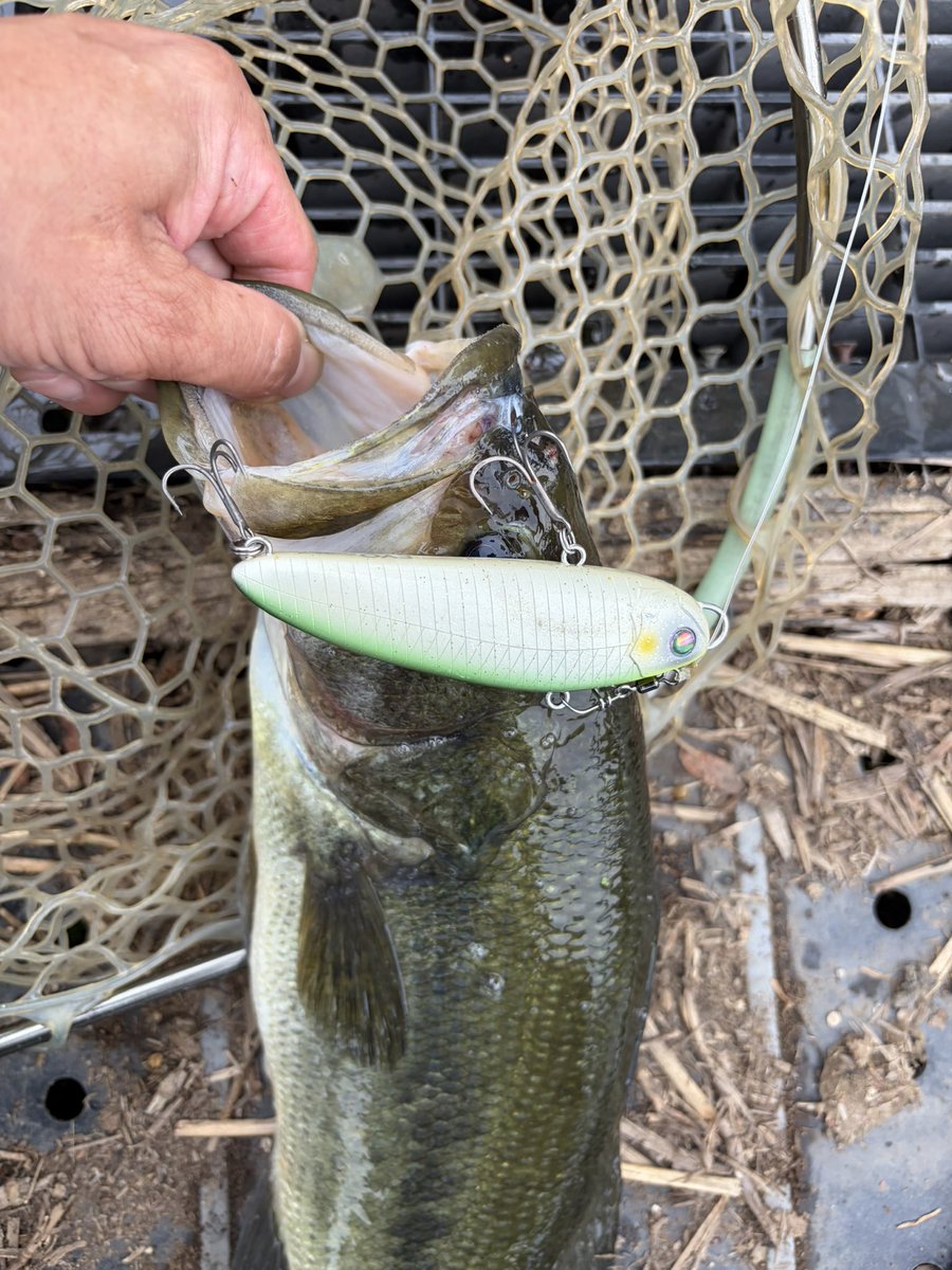 zc33s86's tweet photo. 近藤沼朝活🎣
デカハネ、フカ系2時間無😅
レンジを下げてモラモラEVOのモラスト一�����️43センチ🔥足元までストしたら💥
#近藤沼 #モラスト https://t.co/p2RDvt0Uyi