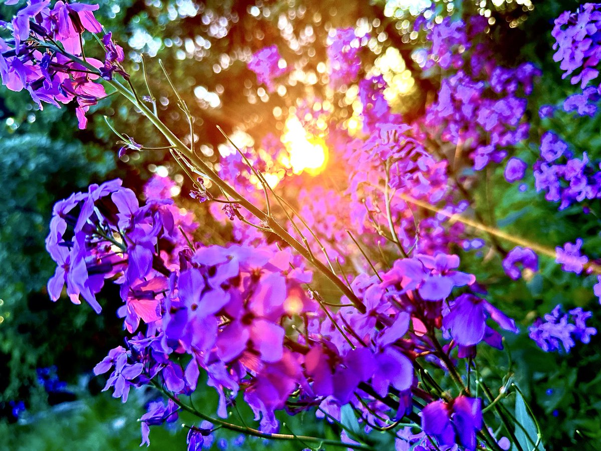 catcatcryptox's tweet photo. Moonflowers in Sunset https://t.co/CWoUwfBD1t
