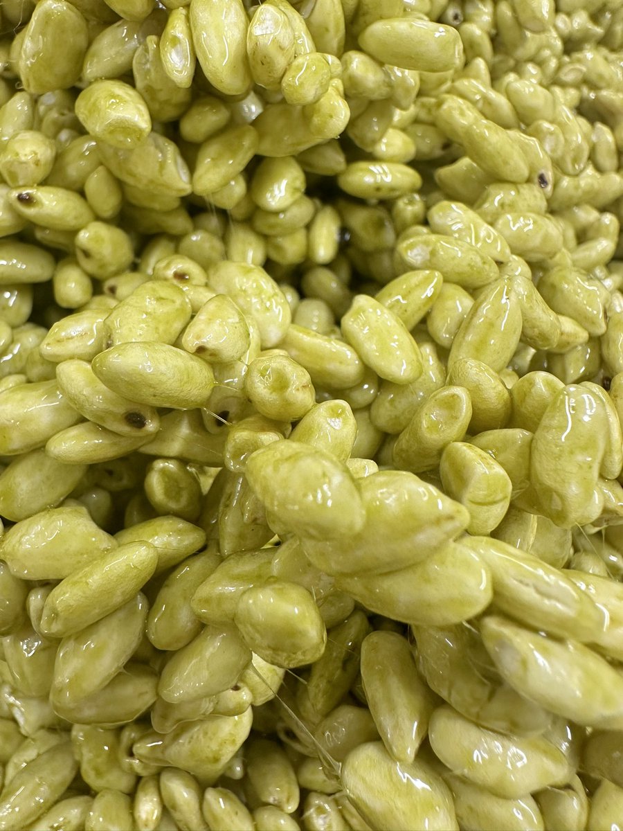 ponokoshi's tweet photo. 緑茶おこし
の緑茶は大分県で1番最初に無農薬栽培を始めた農家さんから、有機緑茶を分けていただき、ポンおこしを作っています。

抹茶が人気だけど日本人が1番飲んでたのは緑茶。

ちょっと苦味があるけど、その苦味のうまさがわかるのが日本人。

良いものは守っていかなきゃいけません。 https://t.co/GjrM2H80yE