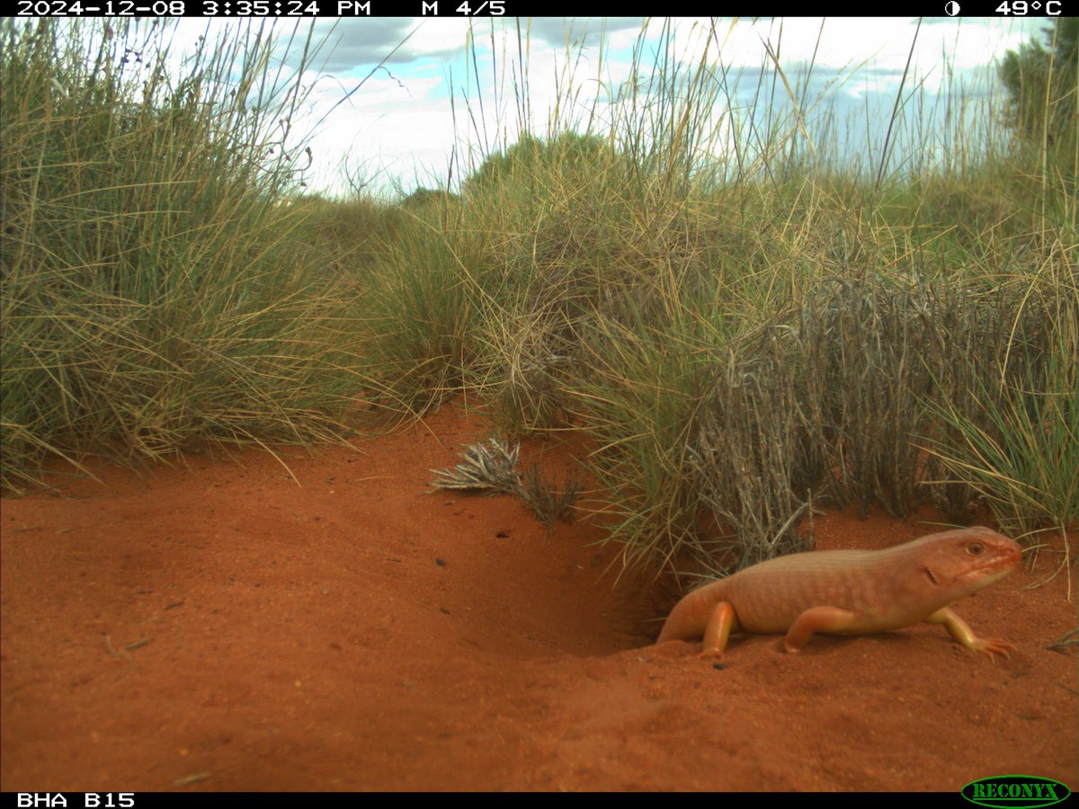 Trail_Cams's tweet photo. https://t.co/N8oNDTYT9p