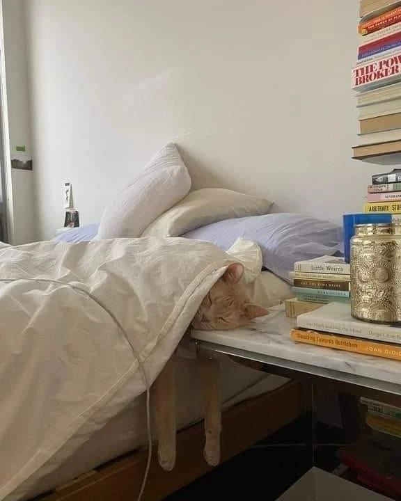 PunchingCat's tweet photo. https://t.co/otPWSJZ2Hs