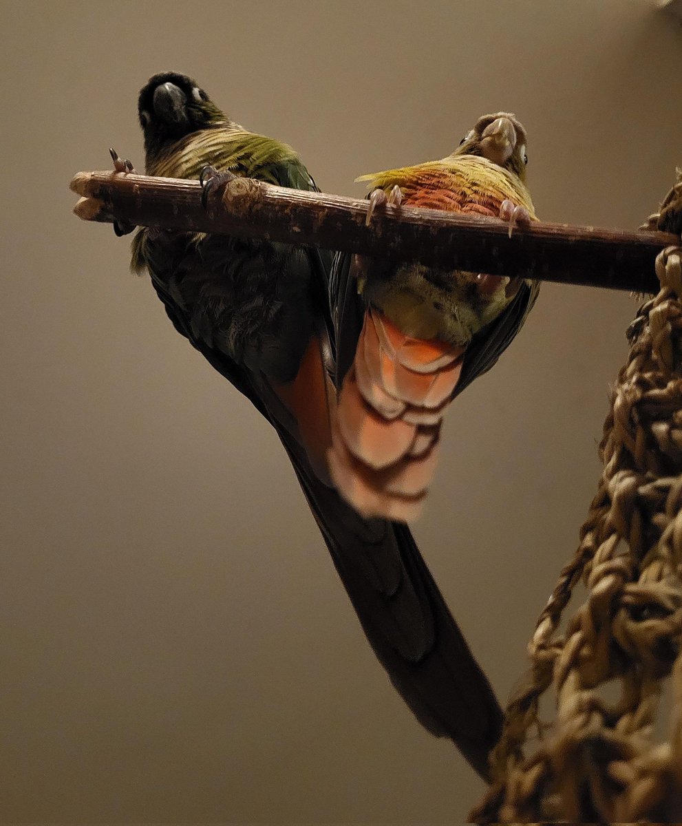 Ilaj | SleepyConure 💤🪽 tweet media