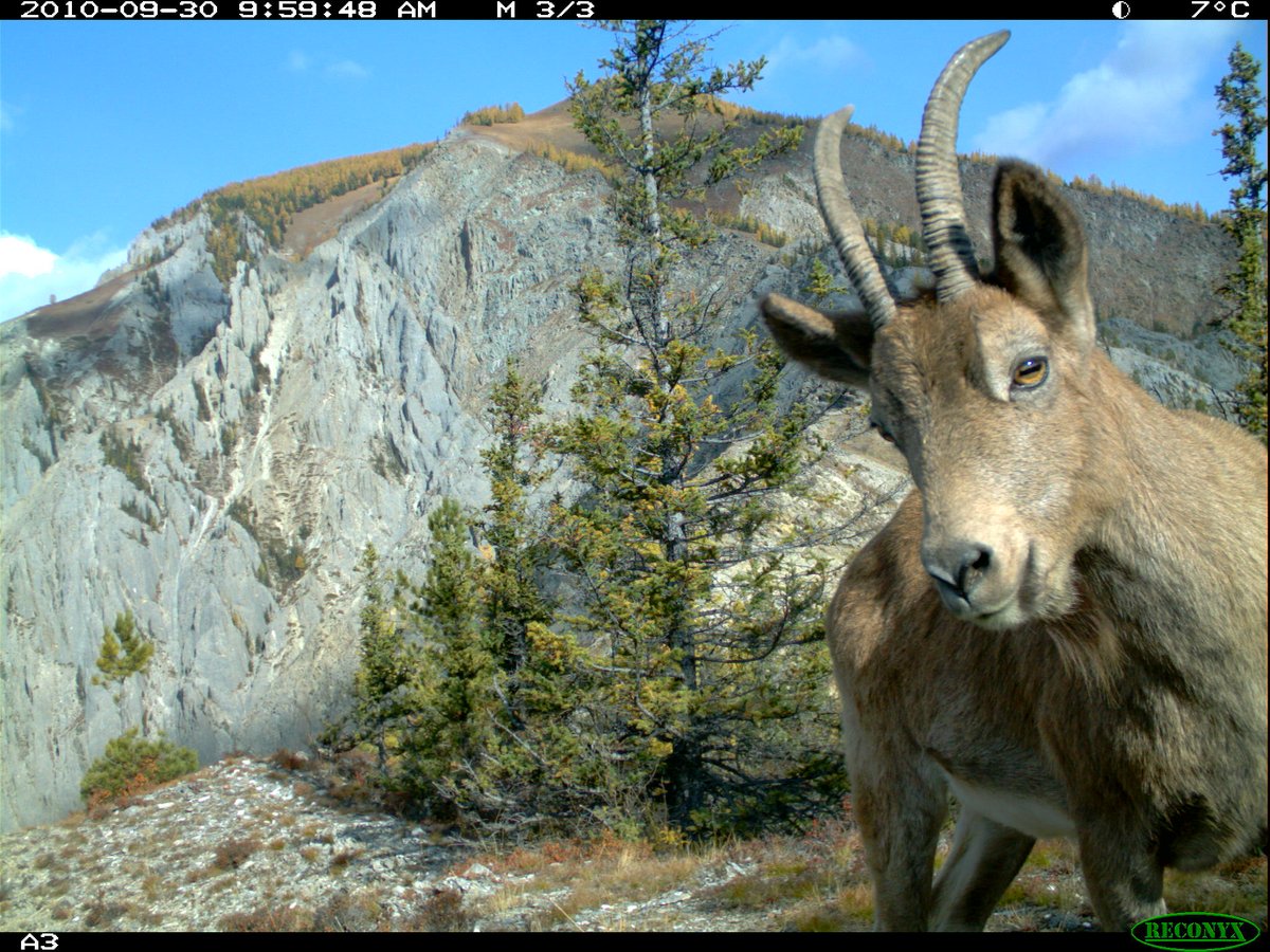 Trail_Cams's tweet photo. https://t.co/QSHTMGRE8F