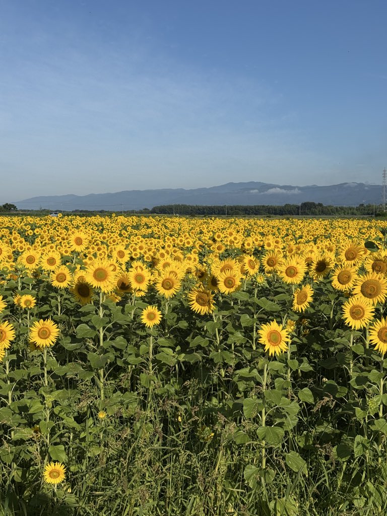 _kenta3's tweet photo. 朝から息子と善入寺のヒマワリを観に行きました🌻 https://t.co/NROxWkmLf2