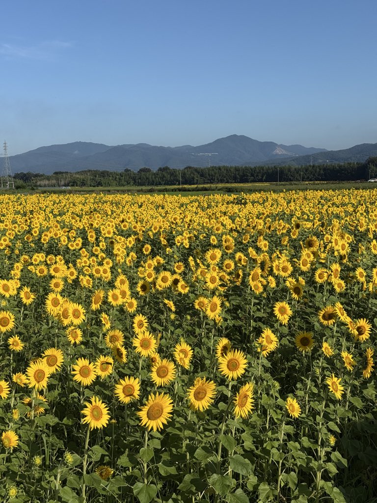 _kenta3's tweet photo. 朝から息子と善入寺のヒマワリを観に行きました🌻 https://t.co/NROxWkmLf2