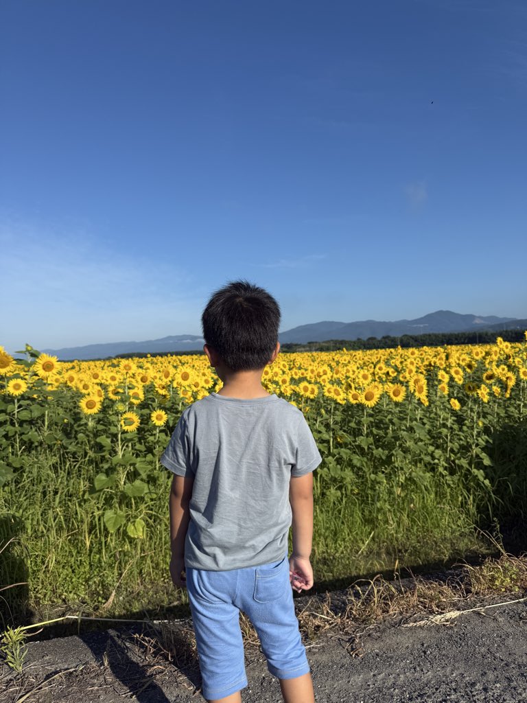 _kenta3's tweet photo. 朝から息子と善入寺のヒマワリを観に行きました🌻 https://t.co/NROxWkmLf2