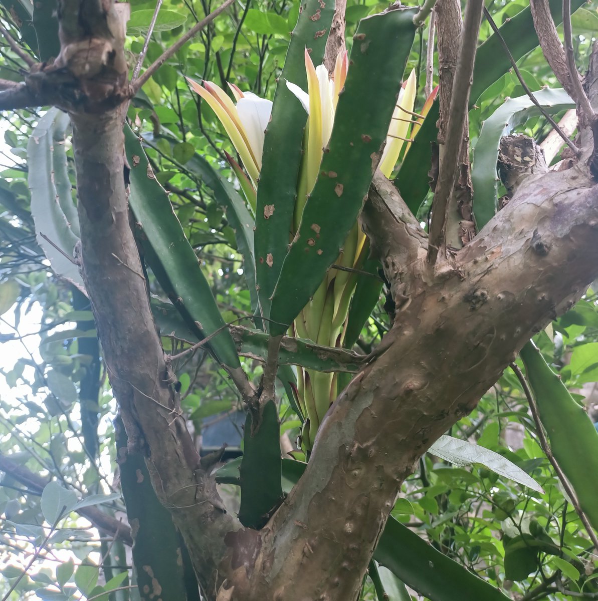 McdMmncd's tweet photo. my morning flower soon to be fruit https://t.co/9ydmzvotk0
