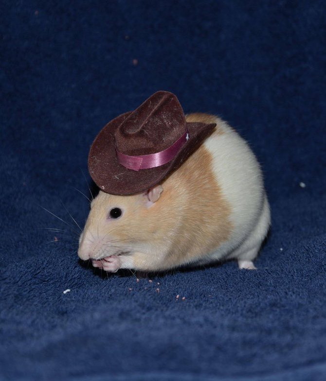 Rats tweet media