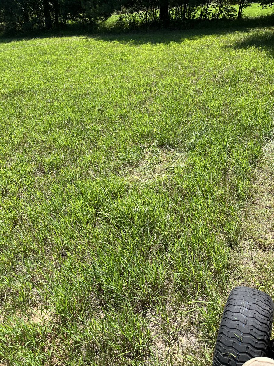 RBending's tweet photo. When you see deer beds, it’s time to mow https://t.co/ENEWOtauRo