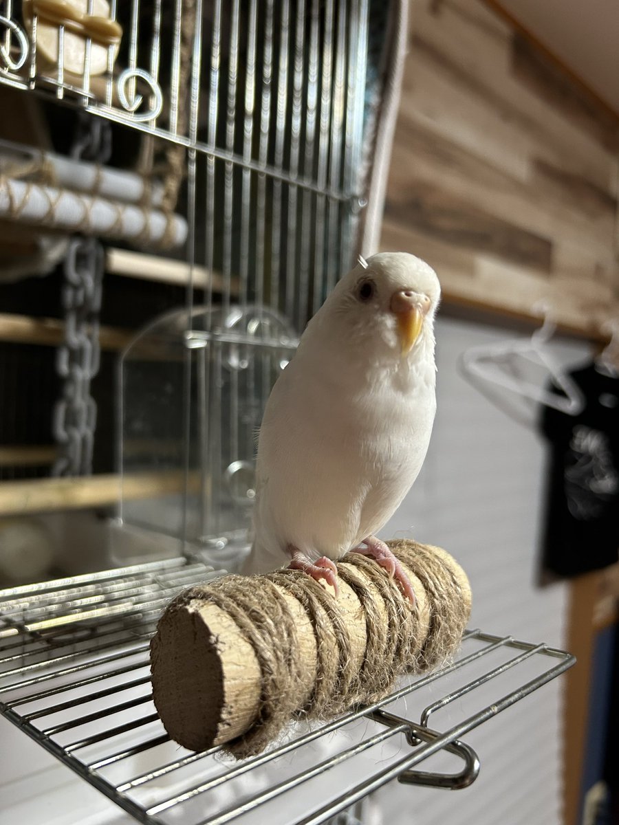 kkkkmkz's tweet photo. #セキセイインコ #ロスト
#迷い鳥 #保護インコ

セキセイインコが逃げてしまいました
名前：うー
生後約8ヶ月
うー、うーちゃんと呼びかけるとピィと返事をします
おしゃべりは練習中なのでハッキリとした言葉をしゃべることはありません。

埼玉県児玉郡神川町下阿久原１０１３−１

⬆️ここでロスト https://t.co/UQfUAiAzgG