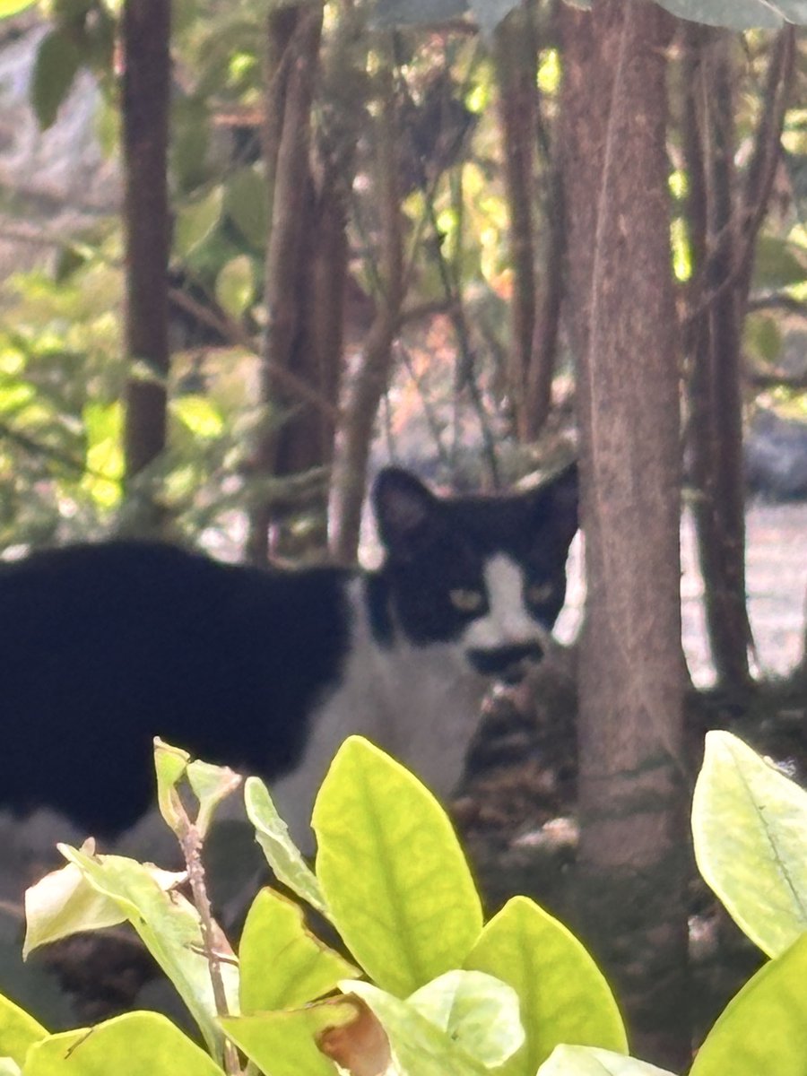 JacksonCallme's tweet photo. Momb returned from Bellini Psrk in Catania Sicily with photo of a feral resident.
Under Italian law their colonies are legally protected; they can live wherever they like  &amp; cannot be relocated. Local veterinary authorities monitor their health.
I inspected her luggage thoroughly https://t.co/hl3vp5KqUg