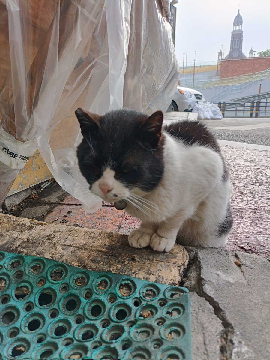 luminolcats's tweet photo. 韓国の旅

https://t.co/N3FV2K3NJb

#海外旅行 #一人旅 #バックパッカー #世界一周 #韓国 #猫 https://t.co/V7Phjz8KNU