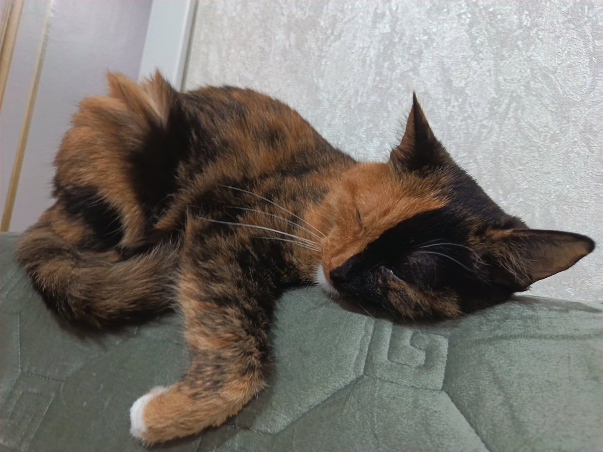 Fnafer19982's tweet photo. #cats https://t.co/ugHSCon3NQ