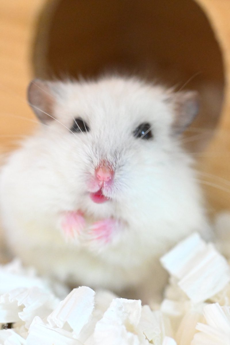 hamuhamu202205's tweet photo. 「かわいくとってよね📷」
って言ってそうな、もか姫🥺
飼い主は喘息の通院行ってくるから、少しお留守番していてね🥹
#キャンベルハムスター　#ハムスター　#もかちゃん https://t.co/5mpHcMiKOL