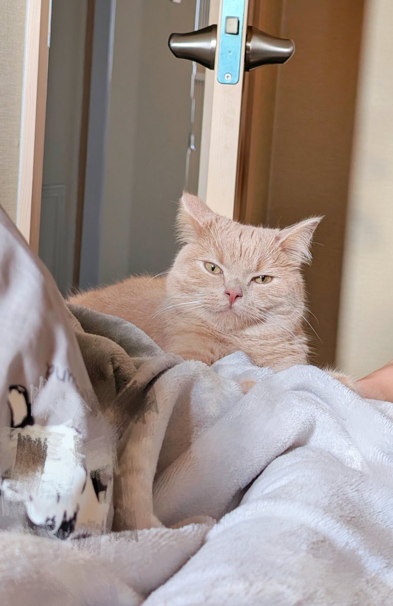 ysbsyu's tweet photo. たま伝目当てにベッドまで来て人を8時に鳴き起こしてきた猫
また足の間入って擦り寄ってきてかんわいい
#ねこかわいいね #猫のいる暮らし #CatsOfTwitter https://t.co/yThQk3DuXY