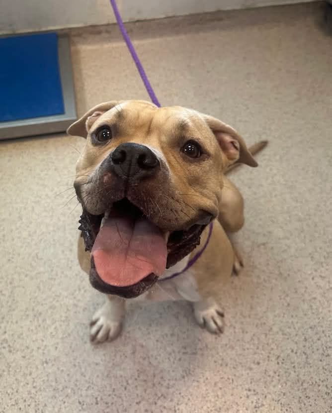 PoundHoundsResQ's tweet photo. Hi, thanks for pledging for Gwendalyn 254602. We Pound Hounds pulled this dog. You can abide by your pledge here: https://t.co/CECAPp12Oh
@treyisbackagain  50
@KathyMc69146811  25
 @RhondaM63077499  10
@brunosmom0408  10 https://t.co/S3KFgUmTB3