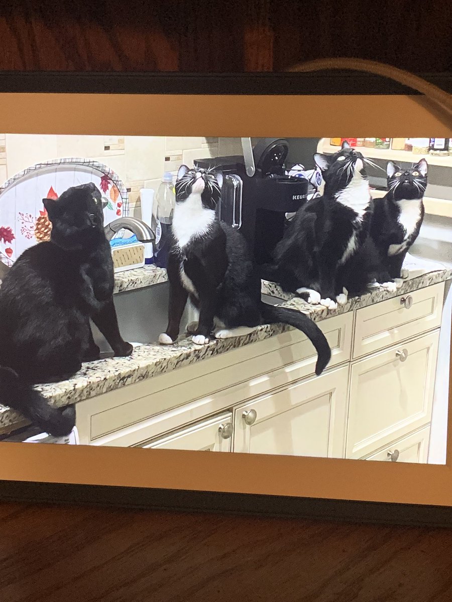 pahale99's tweet photo. What The Heck Are They Looking At??? 😂 https://t.co/MvCsAT5J5C