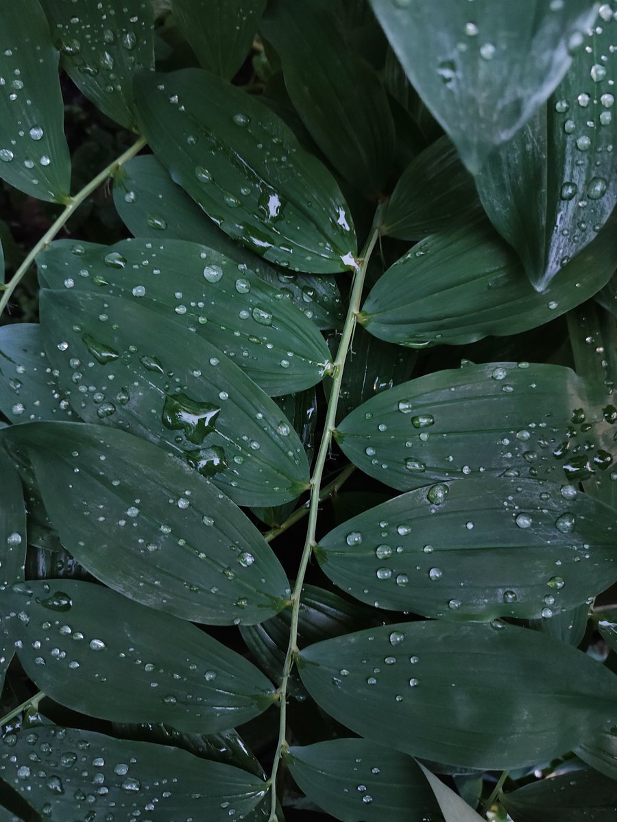 KirelintaVT's tweet photo. I'm in love with rainy weather! 💙 https://t.co/tDfXmCeg46