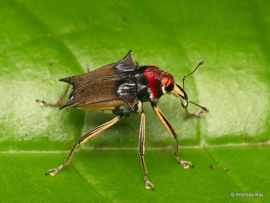 bugoclock's tweet photo. i'm crying this weevil looks crazy https://t.co/gniohmhs1O
