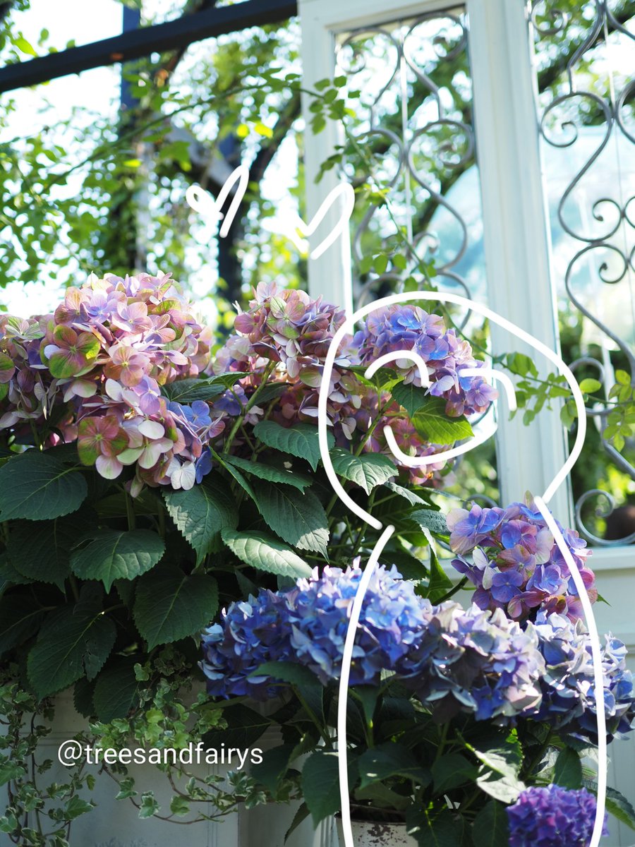 treesandfairys's tweet photo. あじさいを撮っているようでいて、素敵な衝立🤩を見つけると「ここにこうドールを置けたら…！」なんて妄想でいっぱいです。

お分かり頂けますわよねッ!? https://t.co/uvzR67DjG2