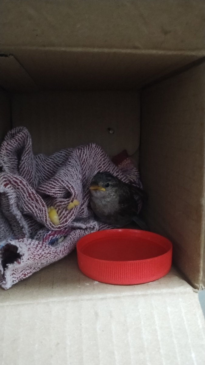 SurgeFemtaanyl's tweet photo. Hoy rescate un volantín, ya comió y está mejor como para irse volando, lo deje en la naturaleza (estaba en un pésimo ubicado nido de ciudad) ahora lo deje en un área silvestre con muchos de su tipo https://t.co/qvJyJ1x1e5