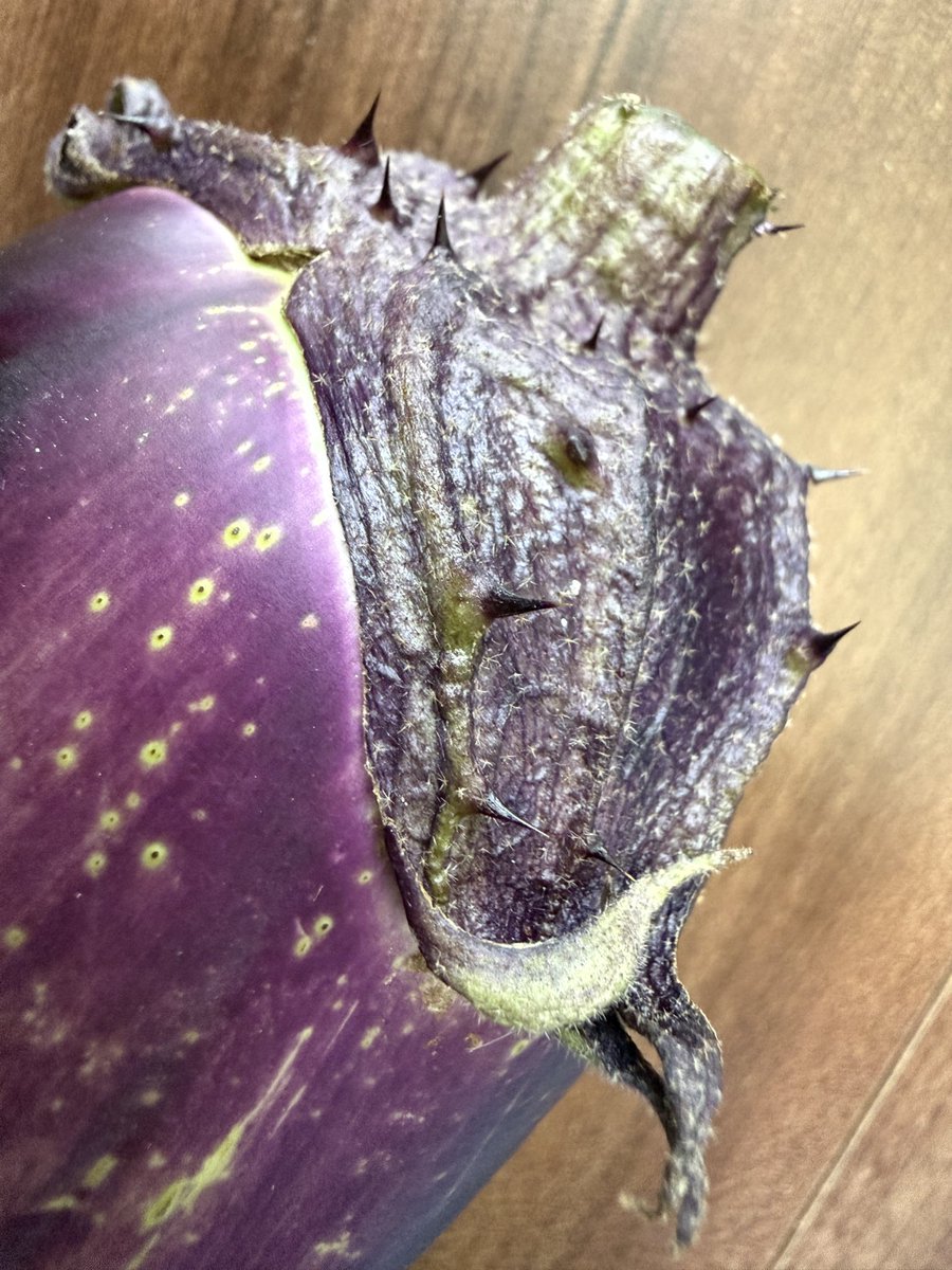 ramramram415's tweet photo. まるで「種」みたいな🍆収穫した https://t.co/zCxGetanAV