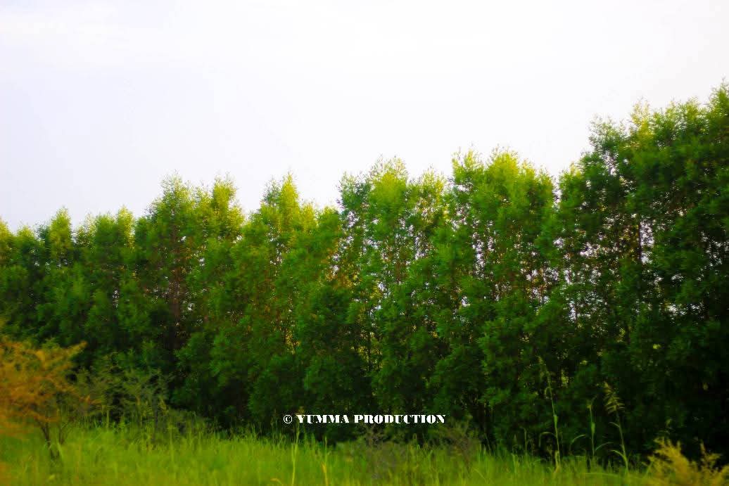 Fatma_rck75's tweet photo. Vous ne savez pas à quel point j'aime la verdure pendant cette saison  🌿 C'est vrai qu'il y a la pluie et les petits soucis sur nos routes, mais franchement, ne fermons pas les yeux sur toute cette beauté que la #nature nous offre. Le #Tchad est magnifique https://t.co/Vj2OIMXiTQ