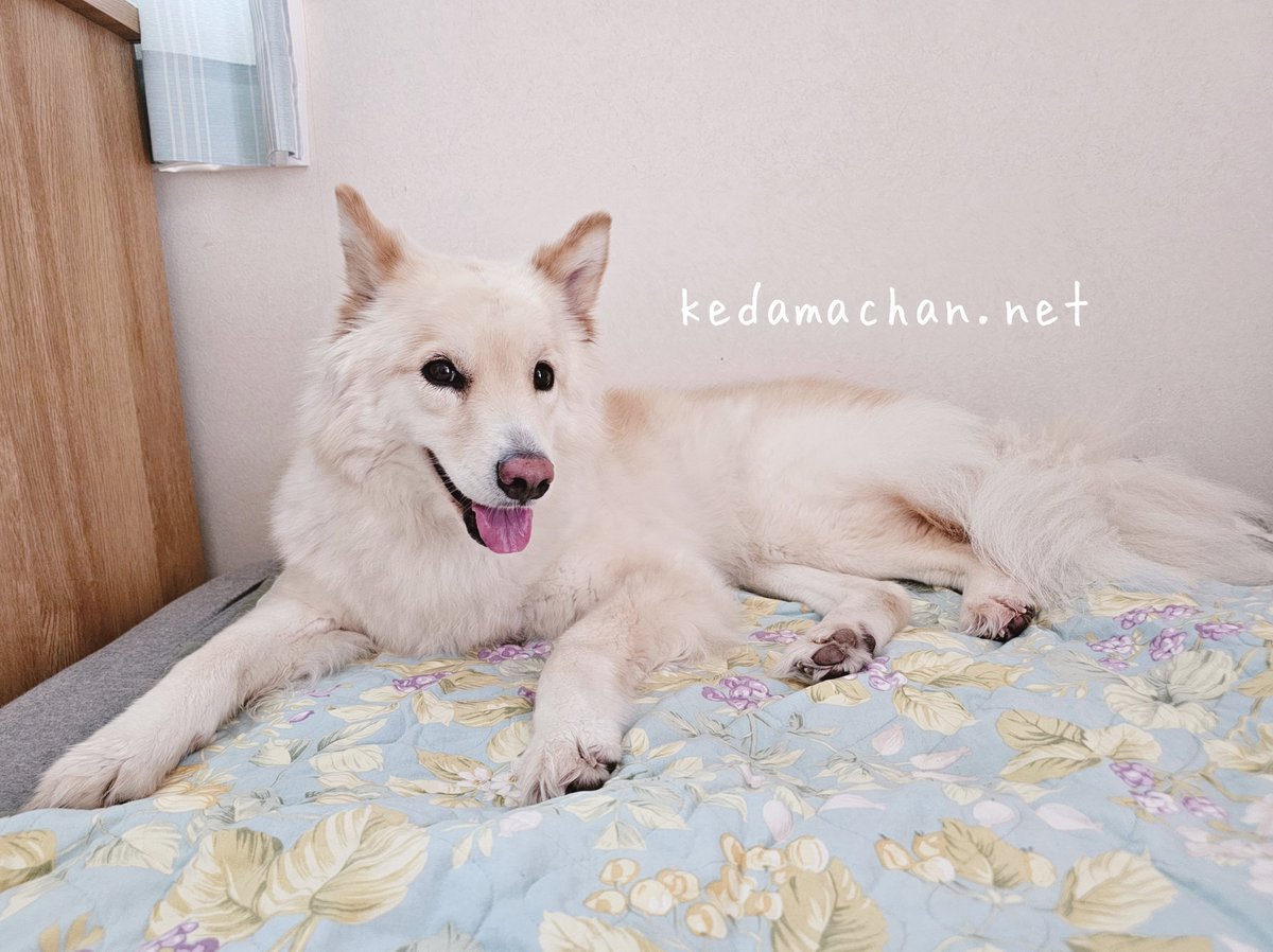6歳のお誕生日おめでとう🎂 6歳も元気に楽しく過ごそうね💕 #雑種犬