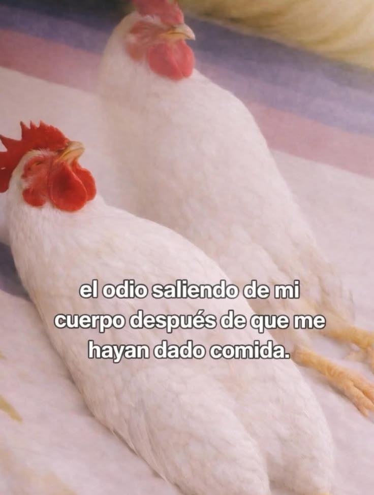 Pkittass's tweet photo. Sí soy jjajjajaajjaaj 🤣 https://t.co/svpUhjgYwh