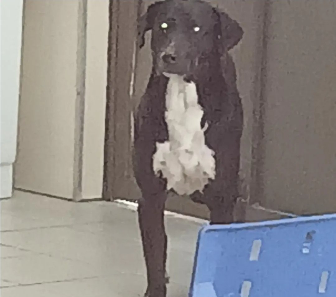 SMdaZoeira's tweet photo. Auau, aqui no PA Patronato tem veterinário? https://t.co/8yfun3w4qP