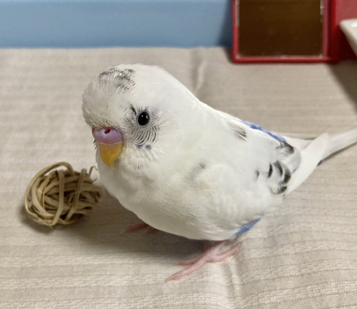 good_dipper's tweet photo. ボール好き
#セキセイインコ https://t.co/Q8blRk5iWt