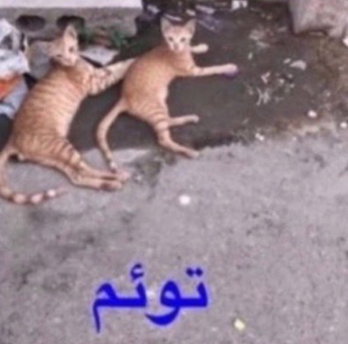 9thjull's tweet photo. @tthedeadmoonn احنا https://t.co/2YeWhE7zu9