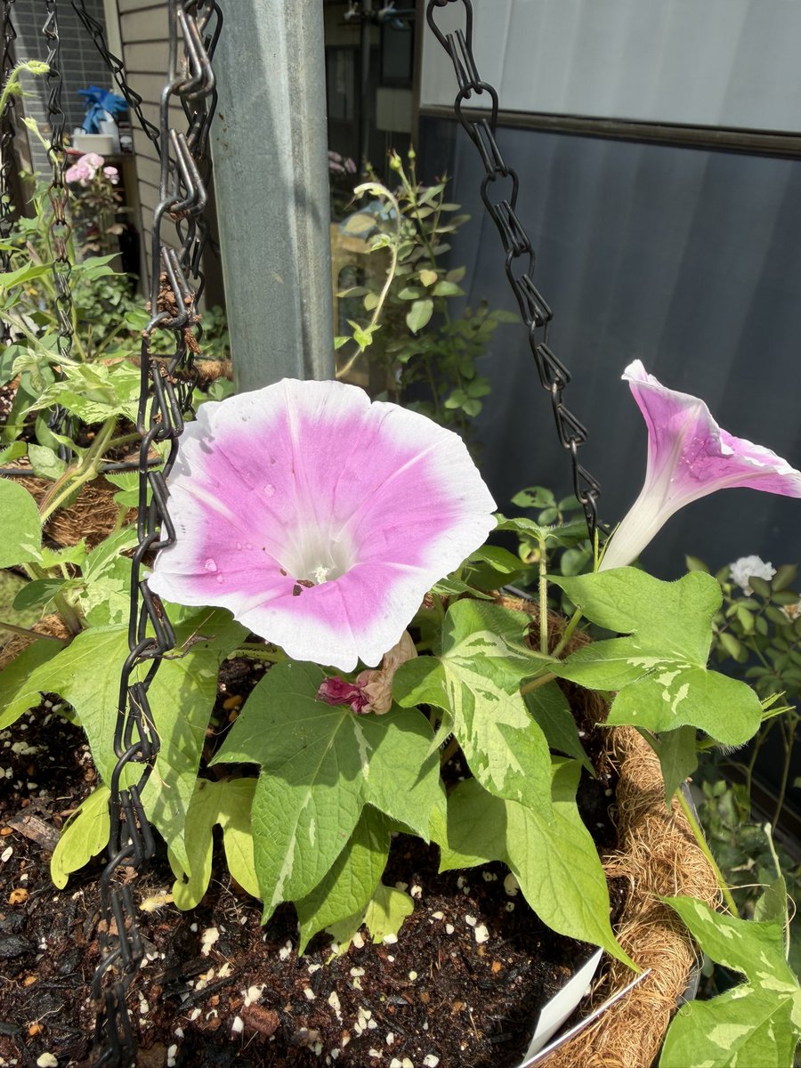 molphy73's tweet photo. おはよう金曜日7.10

暑いねー！

アサガオが咲き初めて
夏って感じ🥰

水分補給して乗り切ろーね！ https://t.co/Y8U88gxns1