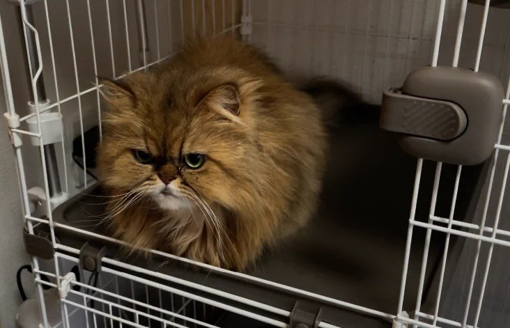 猫のたろう on X: 