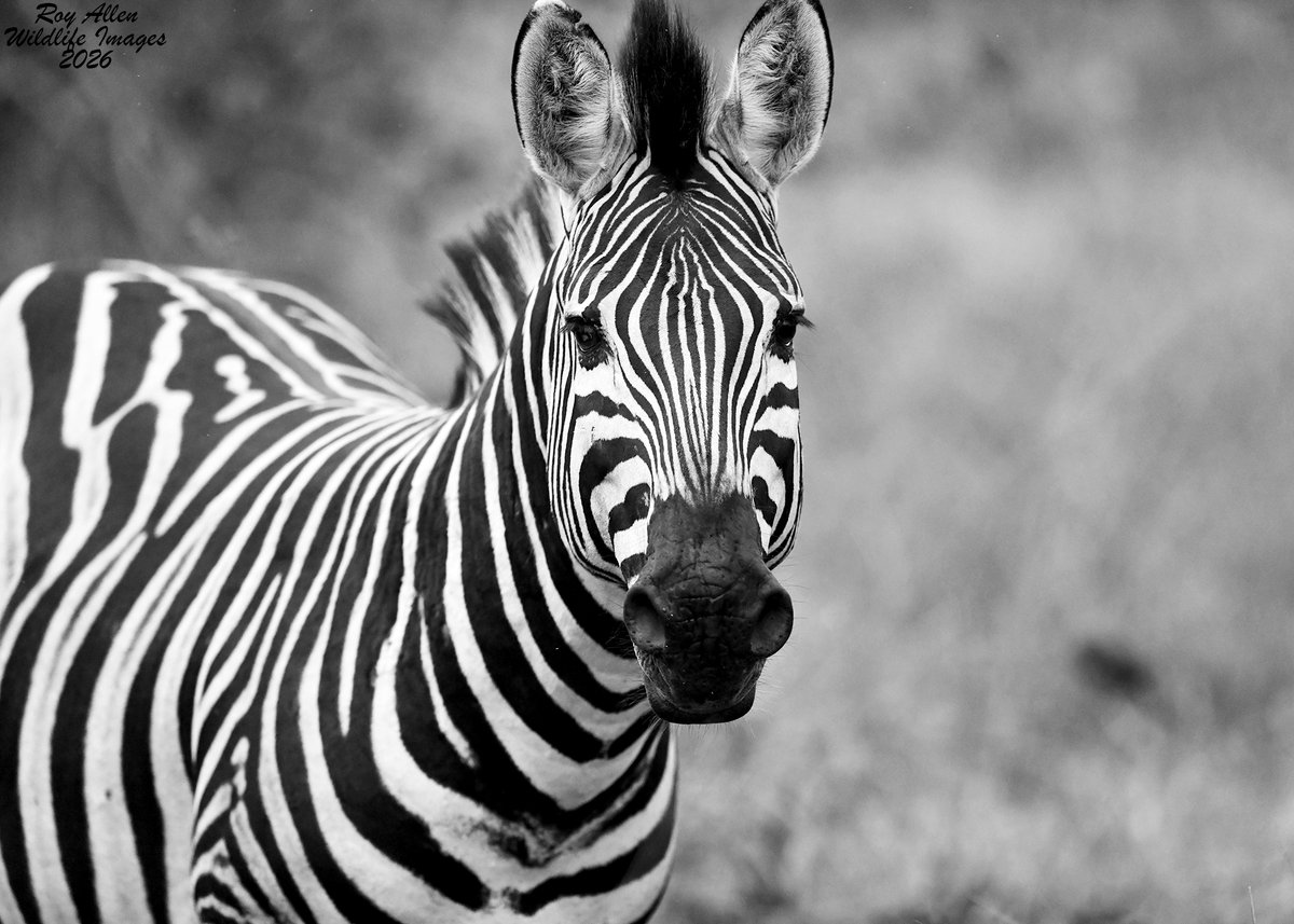 RoyAllenSID's tweet photo. Day 2⃣ in 🇿🇦
The day started off with a bang once again with Wild Dogs active around their den. A short time later we had a pair of very curious Hyena pups all to ourselves at their den. We ran into huge herd of 100+ Zebras before finding a Lioness and her cubs to close the day! https://t.co/nqSfxaAs5H