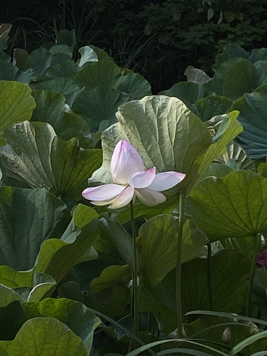 RIK27626781's tweet photo. 花びらが一枚一枚、風の吹くたび、蜂がつつくたび開いていく。蕾がふっくらとしてきた頃少しばかり真ん中が黄色味を帯びてきた。気温が高くなり、水色のトンボがお出ましの頃、山から陽が差して、一気にパァン、、と揮発性のある香りがただよう朝の出来事
#鎌倉 https://t.co/EZH0owfgmm