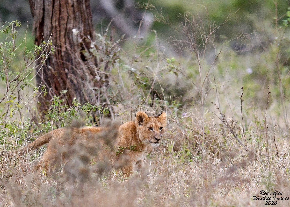 RoyAllenSID's tweet photo. Day 2⃣ in 🇿🇦
The day started off with a bang once again with Wild Dogs active around their den. A short time later we had a pair of very curious Hyena pups all to ourselves at their den. We ran into huge herd of 100+ Zebras before finding a Lioness and her cubs to close the day! https://t.co/nqSfxaAs5H