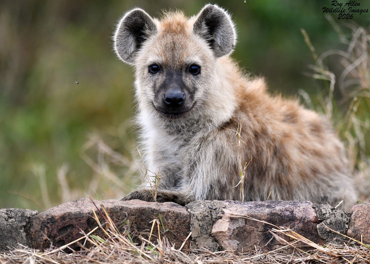 RoyAllenSID's tweet photo. Day 2⃣ in 🇿🇦
The day started off with a bang once again with Wild Dogs active around their den. A short time later we had a pair of very curious Hyena pups all to ourselves at their den. We ran into huge herd of 100+ Zebras before finding a Lioness and her cubs to close the day! https://t.co/nqSfxaAs5H