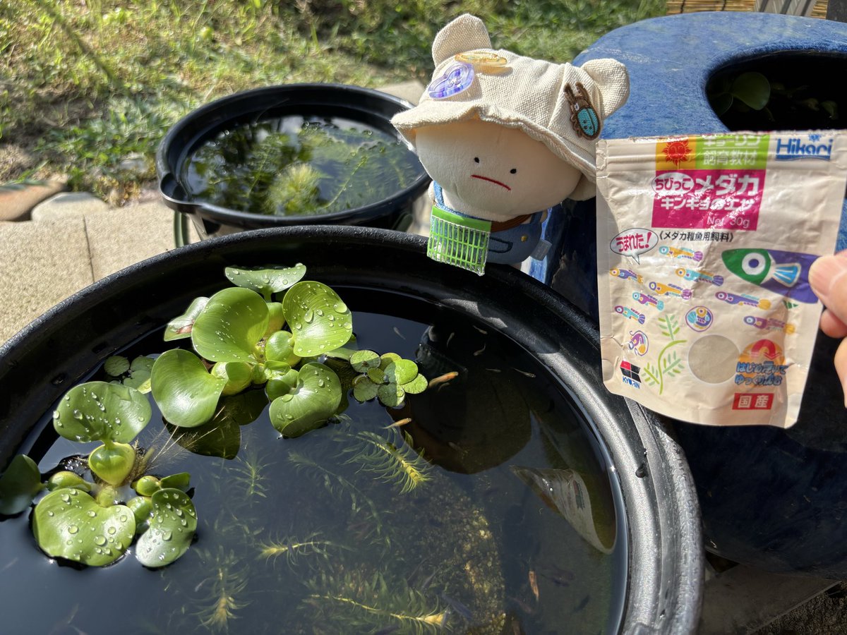 fuuro3333's tweet photo. 涼しいうちに🍃🌿🪷
お花やお魚さんのお世話✨

餌やりに観察も楽しいね☺️

本日も暑くなりそう👒🌡️🥵
適度な水分補給や休息を🍉 https://t.co/SEv3rnDG8U
