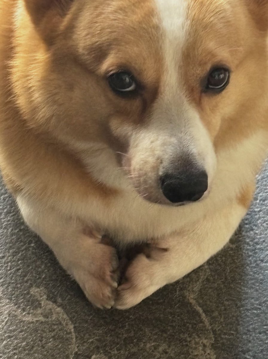 twaniimals's tweet photo. https://t.co/PPTp4jKdMC