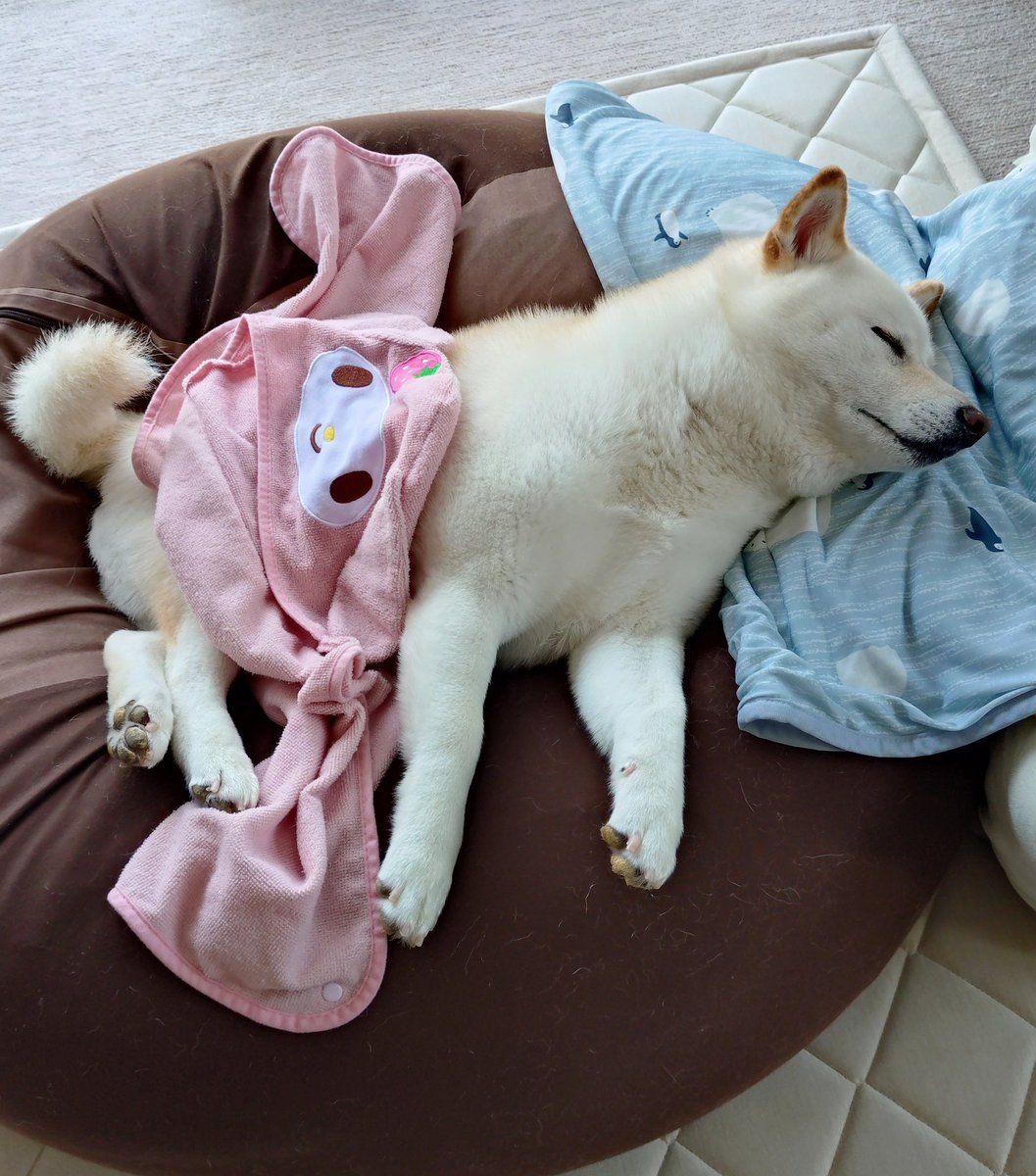 haru_haruchanko's tweet photo. 可愛いぽんぽこが冷えないようにガード🤣

ぽんぽこファンに、ちょっとだけぽんぽこサービスするワン🤣🤣🤣 https://t.co/dRDWqguXyj