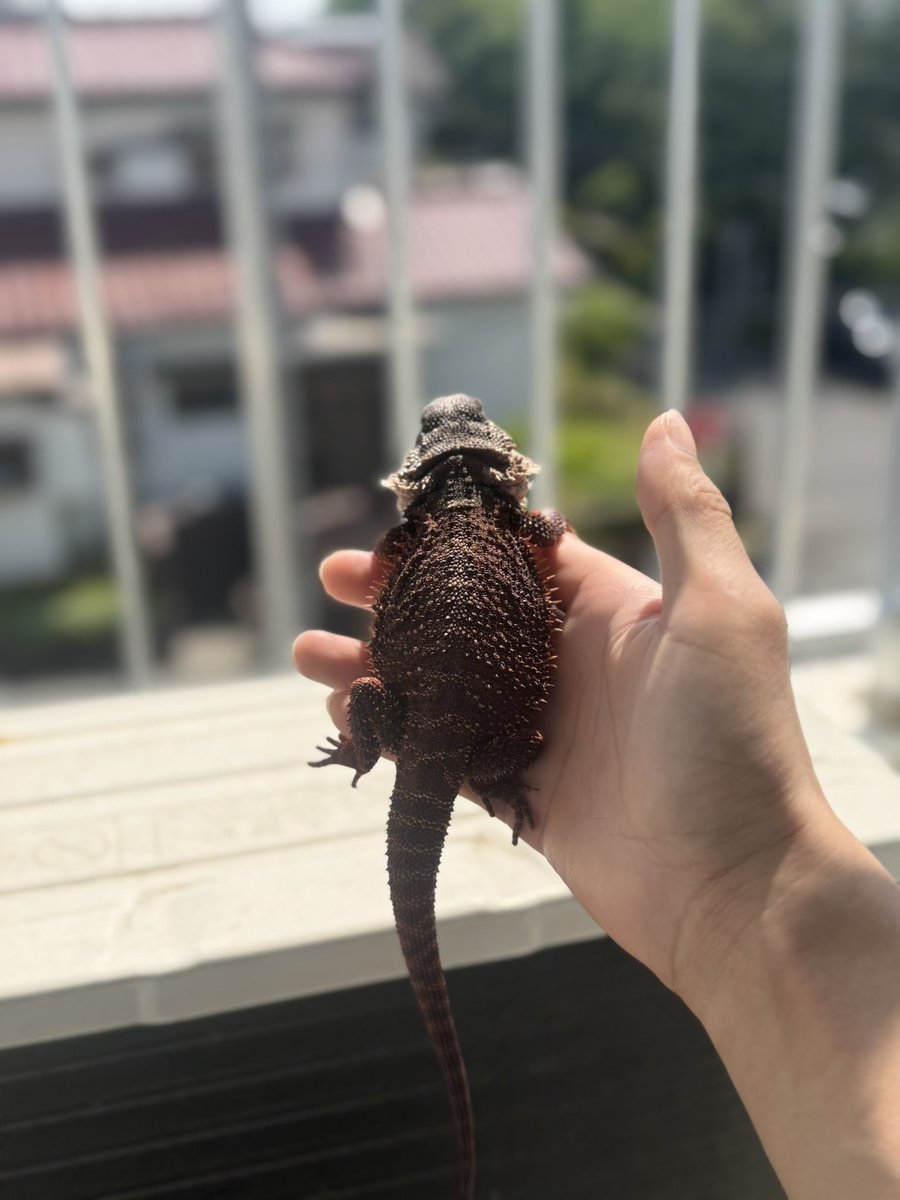 siiii_codmlll's tweet photo. 東レプどうしようかな〜
行けば楽しいんだけど、用品も揃ってるし、餌も足りてるから行かなくていいんだよな〜🤔
かわいい子いても我慢できるかわからないしな〜😭😭

 #爬虫類好きさんと繋がりたい 
 #フトアゴヒゲトカゲ https://t.co/PI68WVOOSN