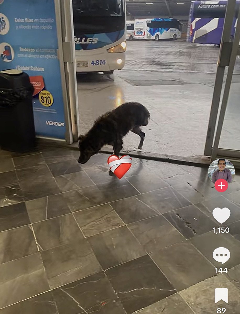 CarpyFelipe's tweet photo. Alguien sabe algo de este perrito, según TikTok anda en la CAPU no tiene una patita y posiblemente está esperando a su dueño 🥹🙏🏼 https://t.co/qYu67kqC1i