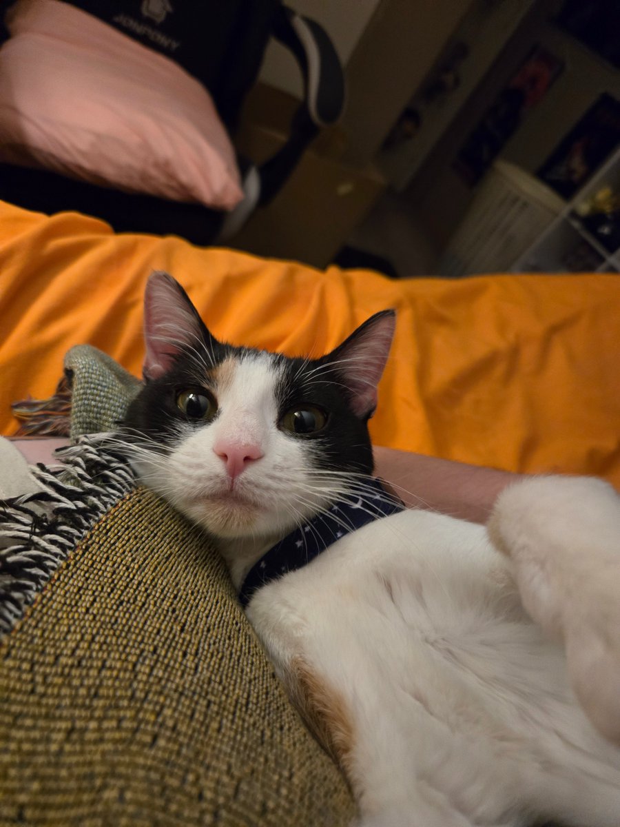 roiialtea's tweet photo. surrendered bc she didn't get along with the other cats and kids. had her for two weeks now and she's living her best life as a purring and biscuit making machine. love u freya.... https://t.co/t0s4HBdZVd