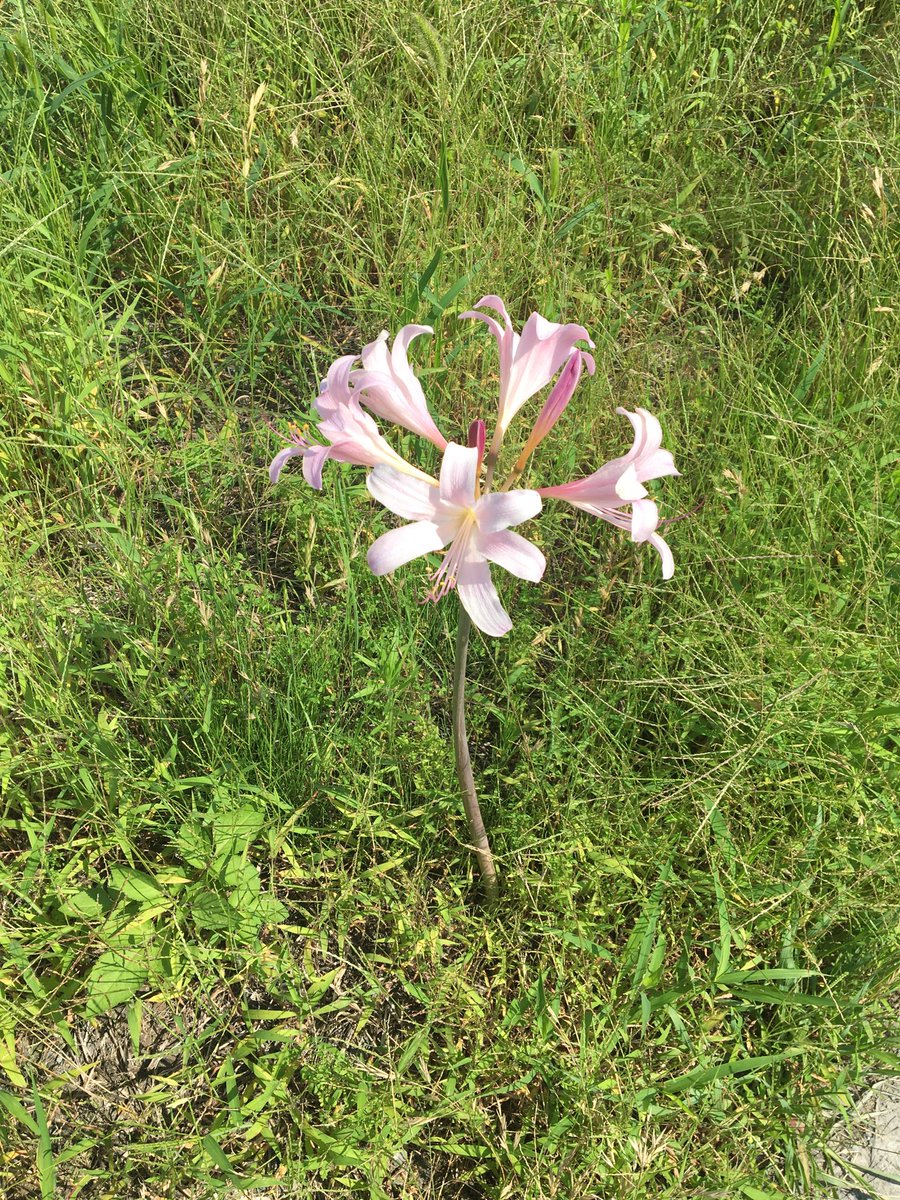 Ag4O4's tweet photo. ピンクの彼岸花？
(花に疎い https://t.co/tK9sXPcKe2