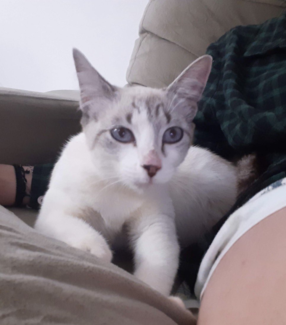 fernandacvin's tweet photo. gata acabada abandonada virou uma princesa!! https://t.co/s3PwSnlxbB