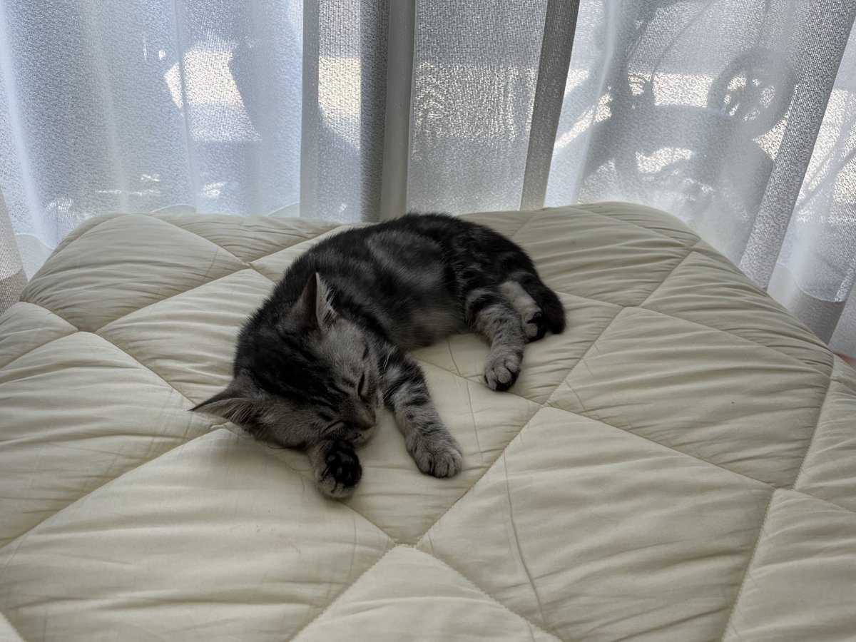 tomashi0510's tweet photo. ねこねてる https://t.co/b14brWpQkd