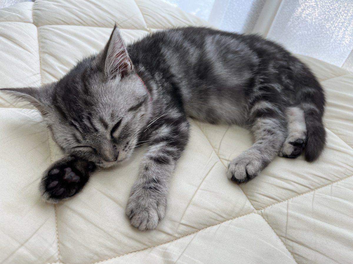 tomashi0510's tweet photo. ねこねてる https://t.co/b14brWpQkd