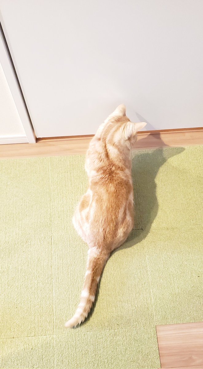 harutarou190826's tweet photo. 20260517
夫がお風呂から出てくるのを待っているはるたろう
#猫 #猫のいる暮らし #cat
#ねこかわいいね https://t.co/QcqC0ebM0I