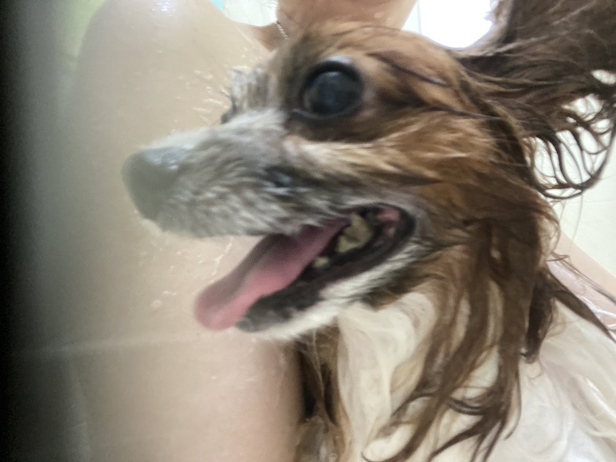 Stitch555Love's tweet photo. 昨日の🌙*.｡
キレイキレイ✨️✨️ちまちた🐶💖🐶🛁🫧 https://t.co/RPIKNdXnGW